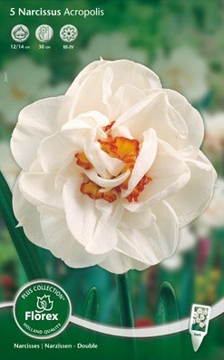 Bloembollen online Narcis narcis dubbel Acropolis per 5 narcis dubbel Acropolis per 5 (a5383) Bloembollen online Narcis narcis dubbel Acropolis per 5 narcis dubbel Acropolis per 5 (a5383)