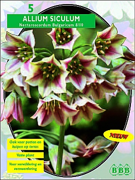 Najaarsbollen Sierui Sier-ui Sic. Bulgaricum per 5 (a5219) Najaarsbollen Sierui Sier-ui Sic. Bulgaricum per 5 (a5219)
