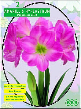 Najaarsbollen Amaryllis Amaryllis Donkerroze los  (a5002)