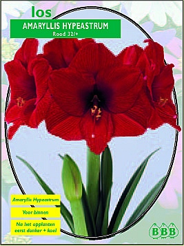 Najaarsbollen Amaryllis Amaryllis Rood los  (a5031)
