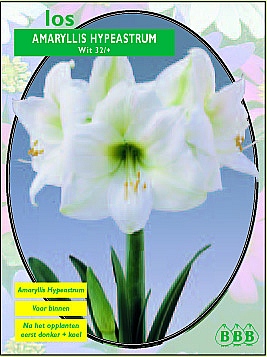 Najaarsbollen Amaryllis Amaryllis Wit los  (a5006)