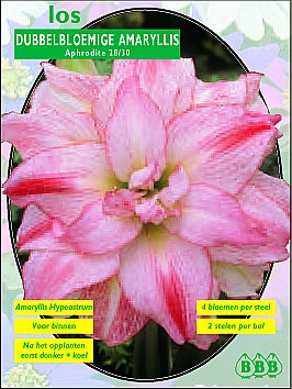 Najaarsbollen Amaryllis Amaryllis Aphrodite los  (a5009)