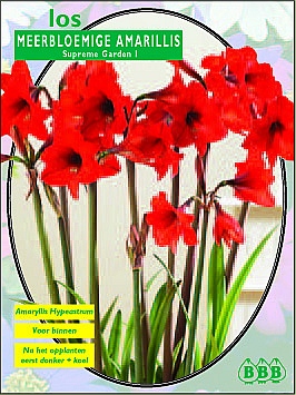 Najaarsbollen Amaryllis Amaryllis  (a5019)