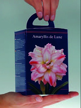 Najaarsbollen Amaryllis Amaryllis geschenkdoos dubbel roze VR  (a5040)