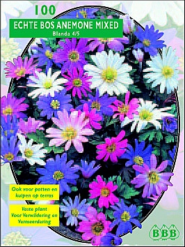 Najaarsbollen Anemoon Anemoon blanda mix per 100 (a5053) Najaarsbollen Anemoon Anemoon blanda mix per 100 (a5053)