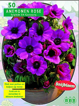 Najaarsbollen Anemoon Anemoon Sylphide per 50 (a5051) Najaarsbollen Anemoon Anemoon Sylphide per 50 (a5051)