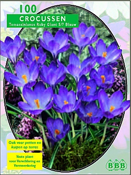 Najaarsbollen Crocus Crocus thomassinianus Ruby Giant per 100 (a5084) Najaarsbollen Crocus Crocus thomassinianus Ruby Giant per 100 (a5084)
