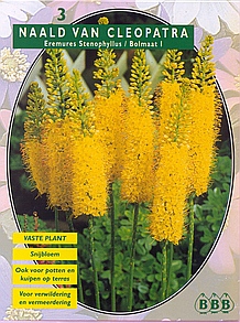 Najaarsbollen Eremurus Naald van Cleopatra bungei/stenophyllus per 3  (a5154)