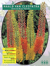 Najaarsbollen Eremurus Naald van Cleopatra Ruiter Hybr. mix per 3  (a5155)