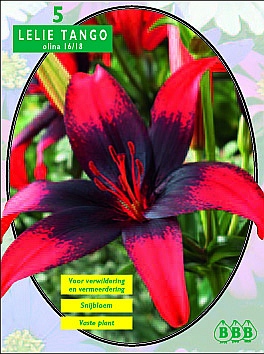 Najaarsbollen Lelie Lelie Tango Olina per 5  (a5148)