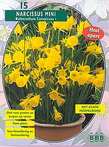 Najaarsbollen Narcis narcis conspicuus m. Bolbocodium per 30 (a5159) Najaarsbollen Narcis narcis conspicuus m. Bolbocodium per 30 (a5159)