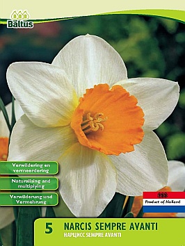 Najaarsbollen Narcis narcis large cupped Sempre Avanti per 5 (a5389) Najaarsbollen Narcis narcis large cupped Sempre Avanti per 5 (a5389)