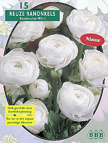 Zomerbollen en vaste planten Ranonkel Ranonkel Wit per 15  (a6310)