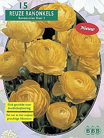 Zomerbollen en vaste planten Ranonkel Ranonkel Geel per 15  (a6306)