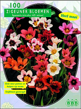 Najaarsbollen Diverse soorten Zigeunerbloem Mix per 100 (a5336) Najaarsbollen Diverse soorten Zigeunerbloem Mix per 100 (a5336)