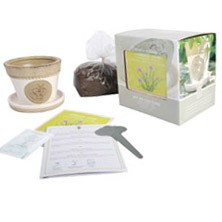 Tuinspecials Plantkadootjes Kweekset Bieslook  (B3220)