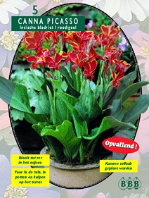 Zomerbollen en vaste planten Canna Indisch Bladriet rood/geel per 5  (a6080)