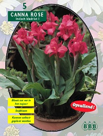 Zomerbollen en vaste planten Canna Indisch Bladriet roze per 5  (a6078)