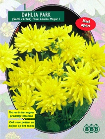 Zomerbollen en vaste planten Dahlia Dahlia park Frau Louise Mayer per 1  (a6146)