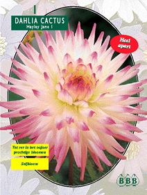 Zomerbollen en vaste planten Dahlia Dahlia cactus Haylay Jane per 1  (a6110)
