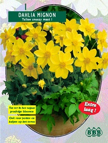 Zomerbollen en vaste planten Dahlia Dahlia mignon Yellow Sneezy per 1  (a6140)