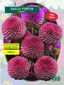 Zomerbollen en vaste planten Dahlia Dahlia pompon Lipoma per 1  (a6157)