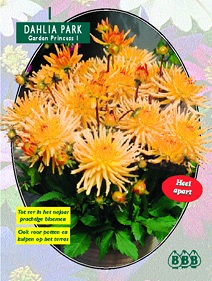 Zomerbollen en vaste planten Dahlia Dahlia park Garden Princess per 1  (a6147)