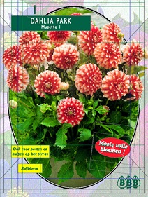Zomerbollen en vaste planten Dahlia Dahlia park Musette per 1  (a6148)