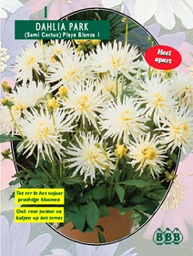Zomerbollen en vaste planten Dahlia Dahlia park Playa Blanca per 1  (a6150)