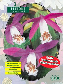 Zomerbollen en vaste planten Orchidee&Atilde;&laquo;n Tibet Orchidee Pleione per 3  (a6302)