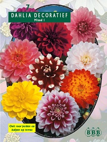 Zomerbollen en vaste planten Dahlia Dahlia decoratief Mix per 5  (a6169)