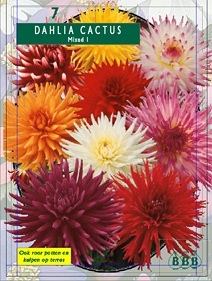 Zomerbollen en vaste planten Dahlia Dahlia cactus Mix per 5  (a6168)