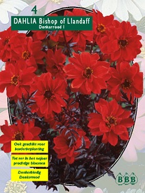 Zomerbollen en vaste planten Dahlia Dahlia Bishop of Llandaff per 3  (a6170)