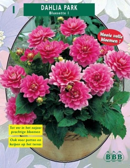 Zomerbollen en vaste planten Dahlia Dahlia park Bluesette per 1  (a6145)