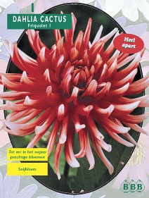 Zomerbollen en vaste planten Dahlia Dahlia cactus Friquolet per 1  (a6109)