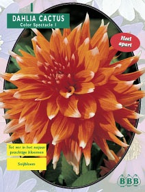 Zomerbollen en vaste planten Dahlia Dahlia cactus Colour Spectacle per 1  (a6108)