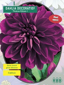 Zomerbollen en vaste planten Dahlia Dahlia decoratief Thomas Edison per 1  (a6132)