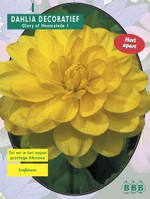 Zomerbollen en vaste planten Dahlia Dahlia decoratief Glory of Heemstede per 1  (a6127)