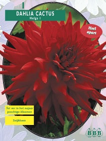 Zomerbollen en vaste planten Dahlia Dahlia cactus Helga per 1  (a6111)