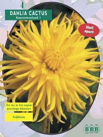 Zomerbollen en vaste planten Dahlia Dahlia cactus Kennermerland per 1  (a6112)