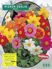 Zomerbollen en vaste planten Dahlia Dahlia mignon Mix per 5  (a6171)
