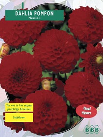Zomerbollen en vaste planten Dahlia Dahlia pompon Nescio per 1  (a6158)