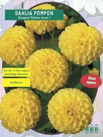Zomerbollen en vaste planten Dahlia Dahlia pompon Deepest Yellow per 1  (a6156)