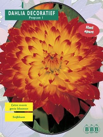 Zomerbollen en vaste planten Dahlia Dahlia decoratief Proycon per 1  (a6130)