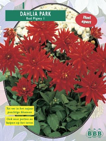 Zomerbollen en vaste planten Dahlia Dahlia park Red Pigmy per 1  (a6151)