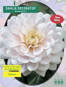 Zomerbollen en vaste planten Dahlia Dahlia decoratief Snowstorm per 1  (a6131)