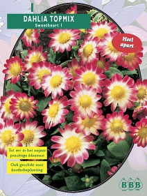 Zomerbollen en vaste planten Dahlia Dahlia topmix Sweetheart per 1  (a6162)