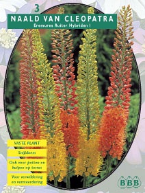 Zomerbollen en vaste planten Vaste planten Naald van Cleopatra Ruiter mix per 3  (a6177)