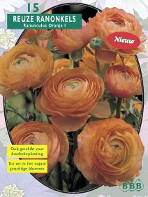 Zomerbollen en vaste planten Ranonkel Ranonkel Oranje per 15  (a6307)