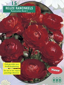 Zomerbollen en vaste planten Ranonkel Ranonkel Rood per 15  (a6308)